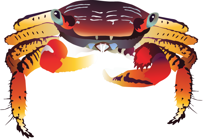 Mangrove Crab (Goniopsis Cruentata)