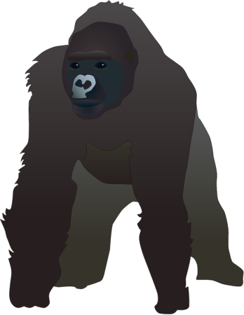 Gorilla (Gorilla Gorilla)