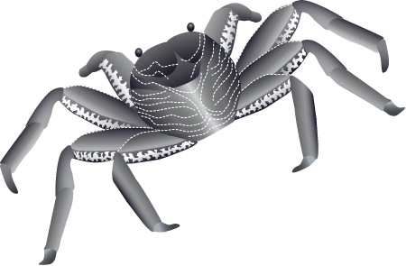 Thin Shelled Rock Crab (Grapsus Tenuicrustatus)
