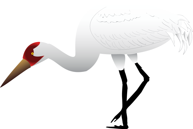 Whooping Crane (Grus Americana)