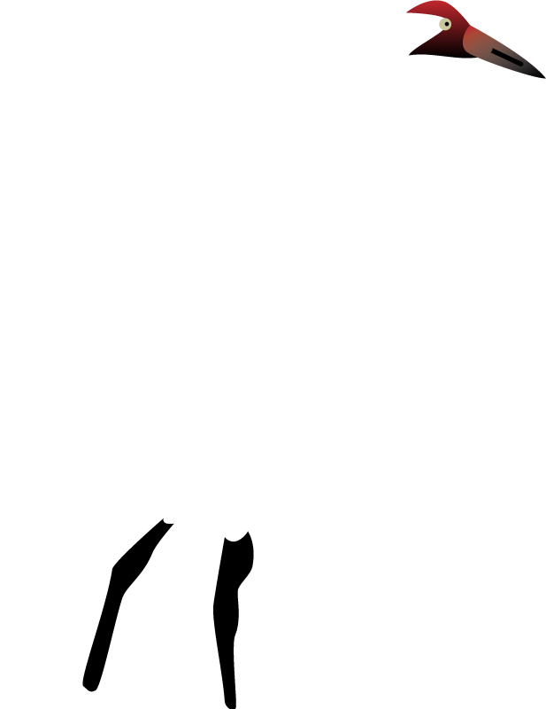 Whooping Crane (Grus Americana)