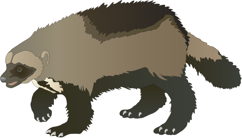 Wolverine (Gulo Gulo)