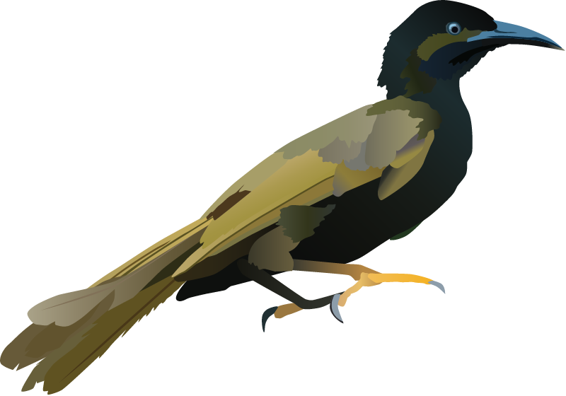 Mao Mao (Gymnomyza Samoensis)