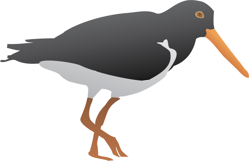 Pied Oystercatcher (Haematopus Longirostris)