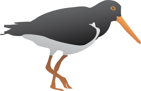 Pied Oystercatcher (Haematopus Longirostris)
