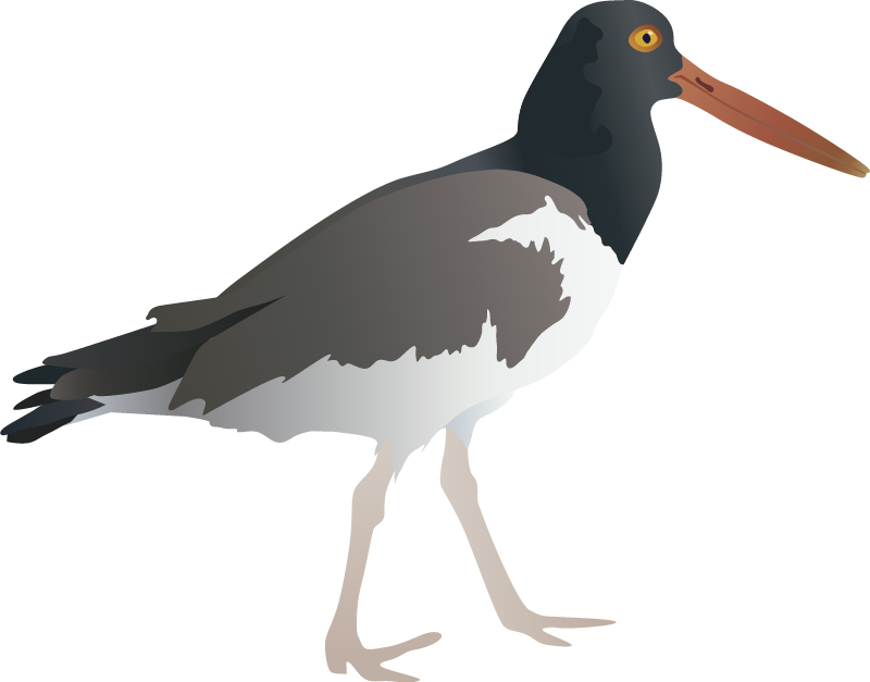 American Oystercatcher (Haematopus Palliatus)