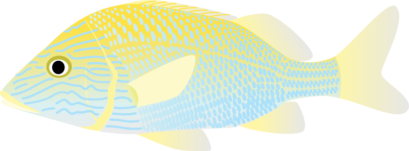 White Grunt (Haemulon Plumierii)