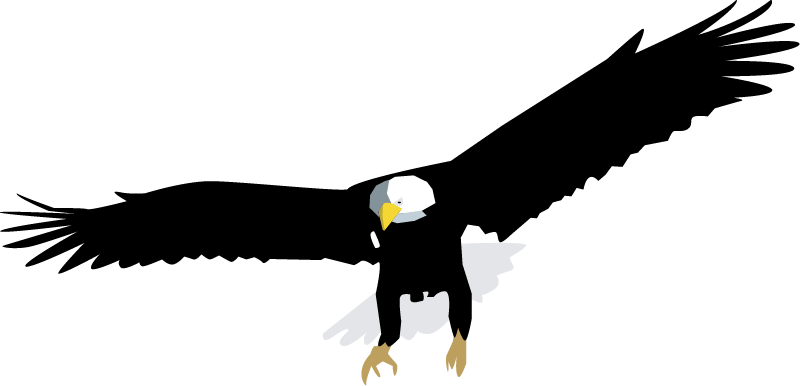 Bald Eagle (Haliaeetus Leucocephalus)
