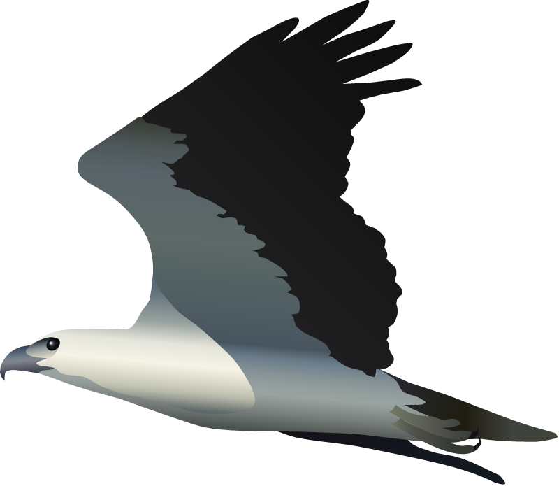 White Bellied Sea Eagle (Haliaeetus Leucogaster)