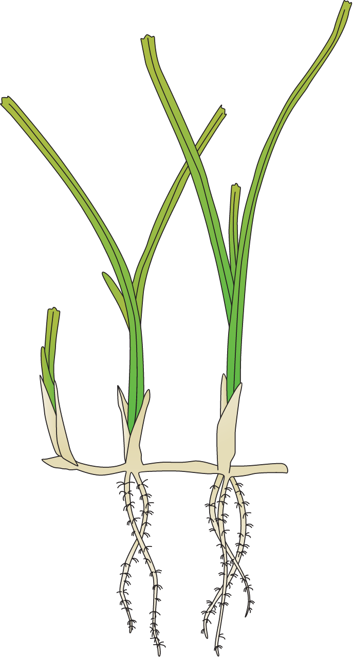 Shoalweed (Halodule Wrightii)