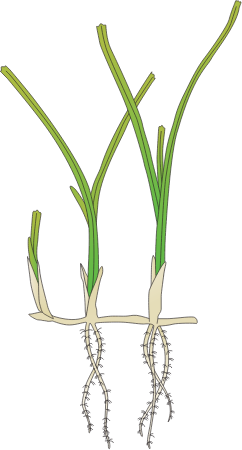 Shoalweed (Halodule Wrightii)