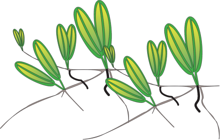 Caribbean Seagrass (Halophila Decipiens)