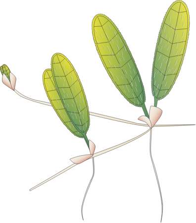 Caribbean Seagrass (Halophila Decipiens)