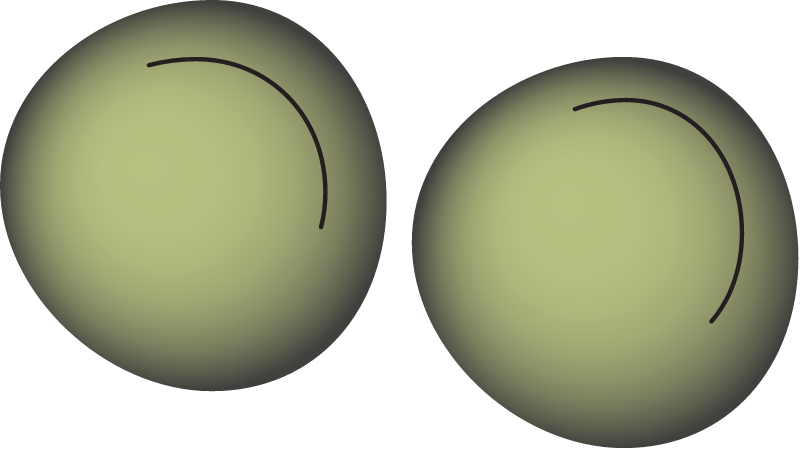 Caribbean Seagrass Seeds (Halophila Decipiens)
