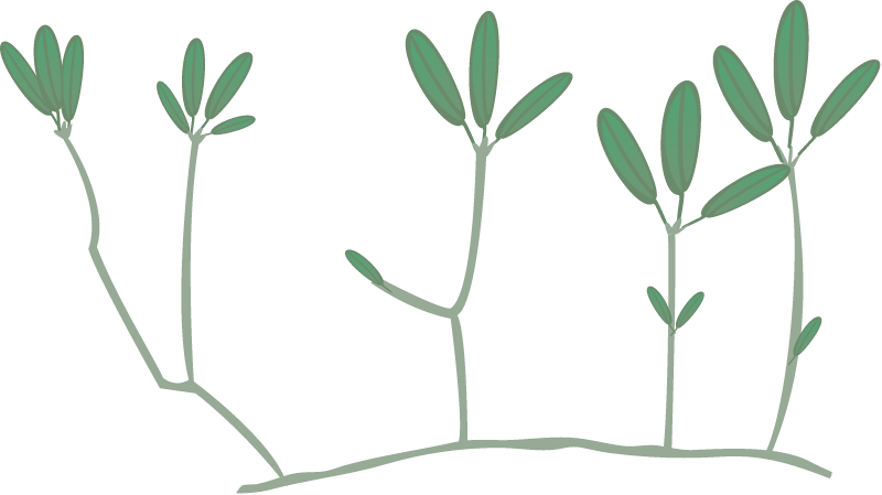 Star Grass (Halophila Engelmannii)