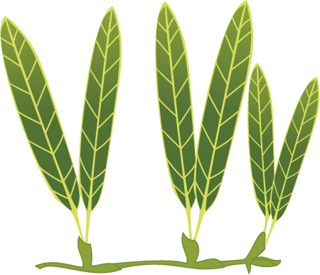 Johnson's Seagrass (Halophila Johnsonii)
