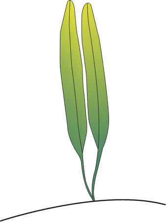 Johnson's Seagrass (Halophila Johnsonii)