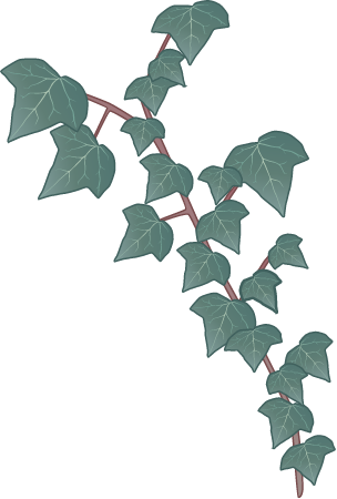 English Ivy (Hedera Helix)