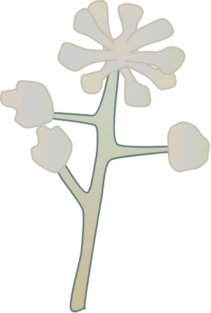 English Ivy Flower (Hedera Helix)