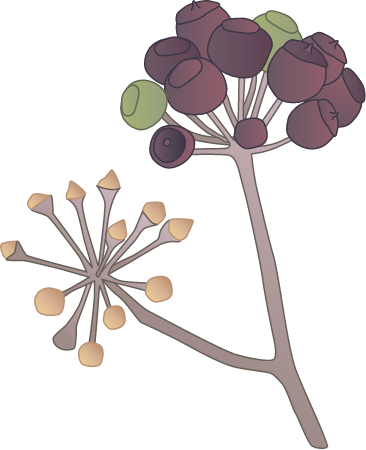 English Ivy Fruit (Hedera Helix)