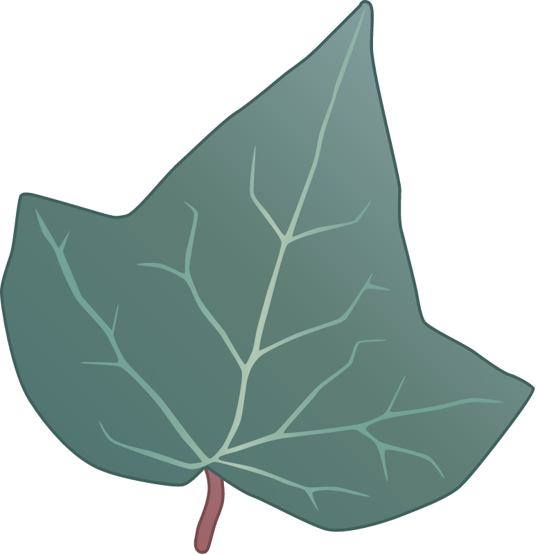 English Ivy Leaf (Hedera Helix)