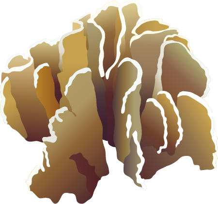 Blue Coral (Heliopora Coerulea)