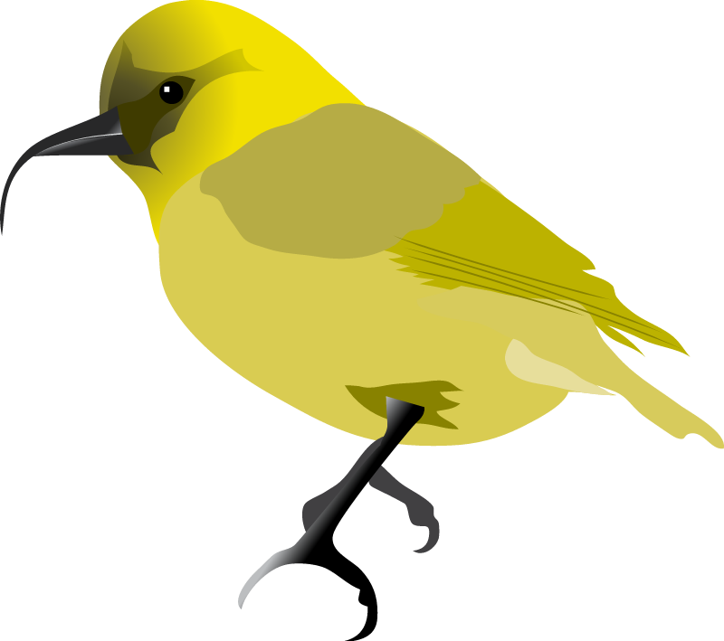 Akiapolaau (Hemignathus Munroi)