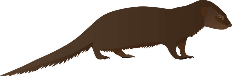 Small Asian Mongoose (Herpestes Javanicus)