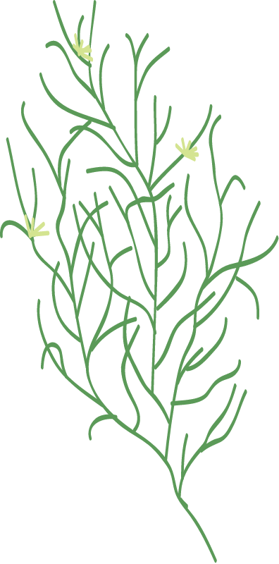 Water Stargrass (Heteranthera Dubia)