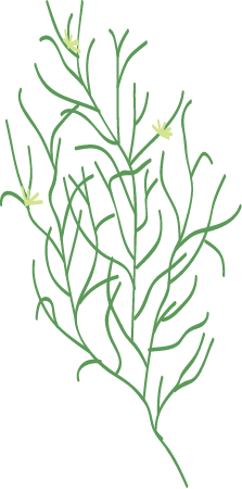 Water Stargrass (Heteranthera Dubia)