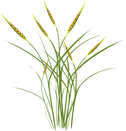 Pili Grass (Heteropogon Contortus)