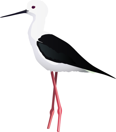 Black Winged Stilt (Himantopus Himantopus)