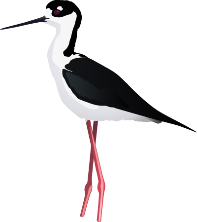 Black Necked Stilt (Himantopus Mexicanus)
