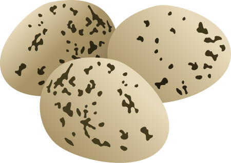 Black Necked Stilt Eggs (Himantopus Mexicanus)