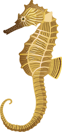 Lined Seahorse (Hippocampus Erectus)