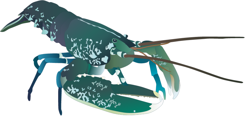 European Lobster (Homarus Gammarus)