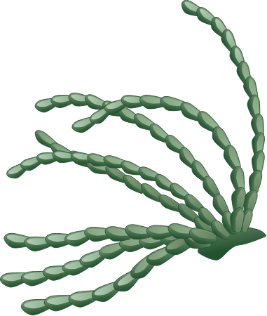 Neptune's Necklace (Hormosira Banksii)