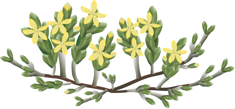 Beach Heath (Hudsonia Tomentosa)