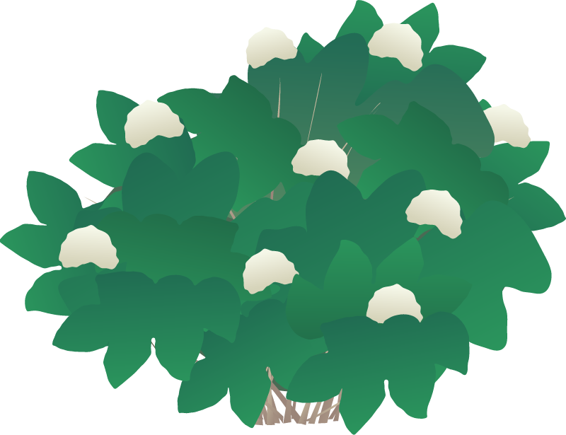 Smooth Hydrangea (Hydrangea Arborescens)