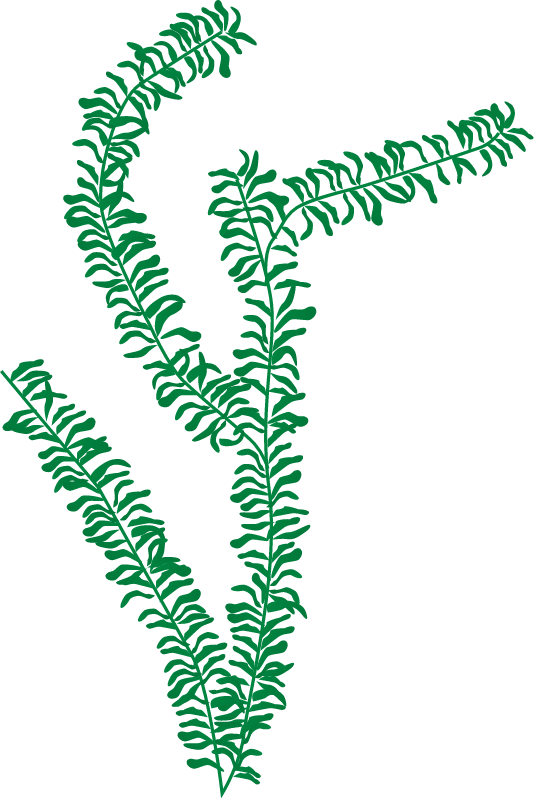 Waterthyme (Hydrilla Verticillata)
