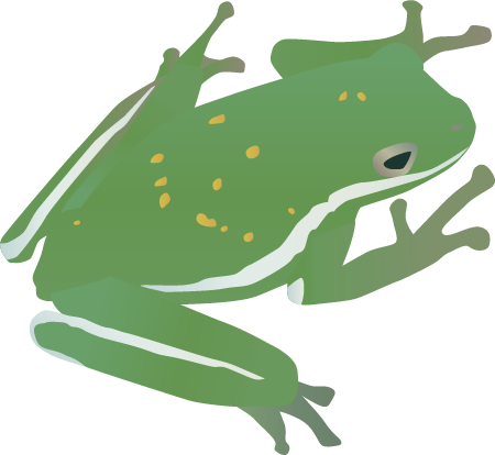 American Green Tree Frog Adult (Hyla Cinerea)
