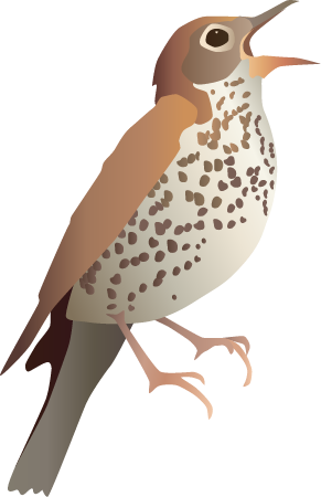 Wood Thrush (Hylocichla Mustelina)