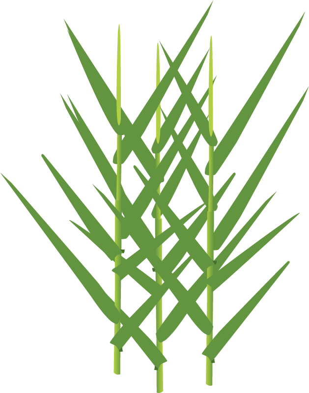 Olive Hymenachne (Hymenachne Amplexicaulis)