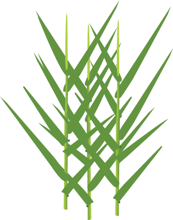 Olive Hymenachne (Hymenachne Amplexicaulis)