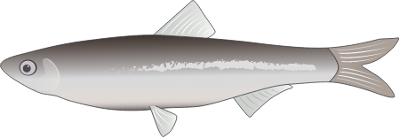 Hyperlophus vittatus