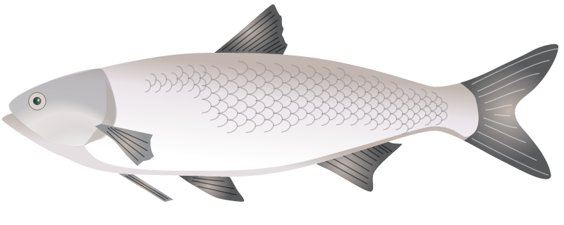Silver Carp (Hypophthalmichthys Molitrix)