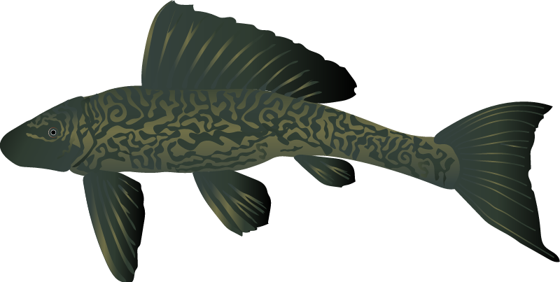 Armored Catfish (Hypostomus Plecostomus)