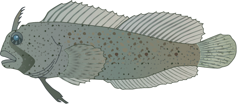 Feather Blenny (Hypsoblennius Hentzi)