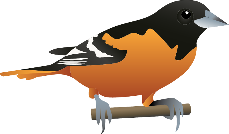 Baltimore Oriole (Icterus Galbula)