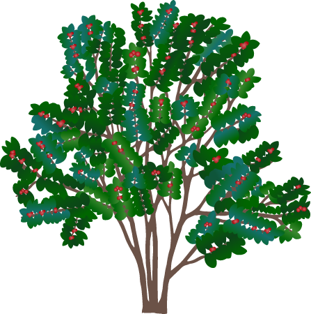 Winterberry (Ilex Verticillata)